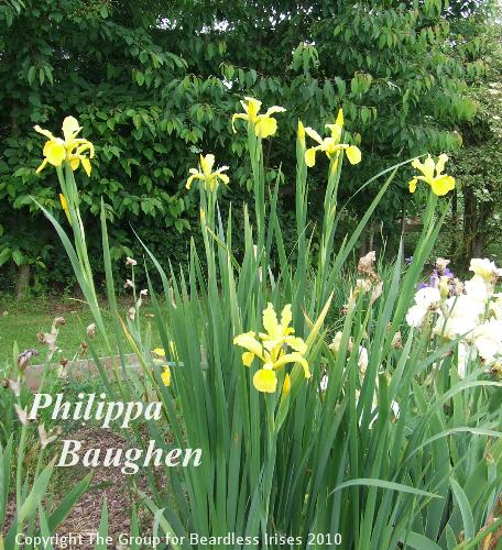 spuria Philippa Baughen (2)